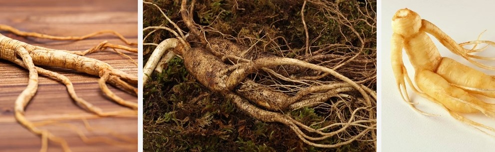 Siberian Ginseng Root Extract..jpg